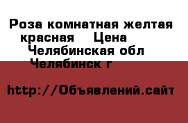 Роза комнатная желтая ,красная. › Цена ­ 200 - Челябинская обл., Челябинск г.  »    